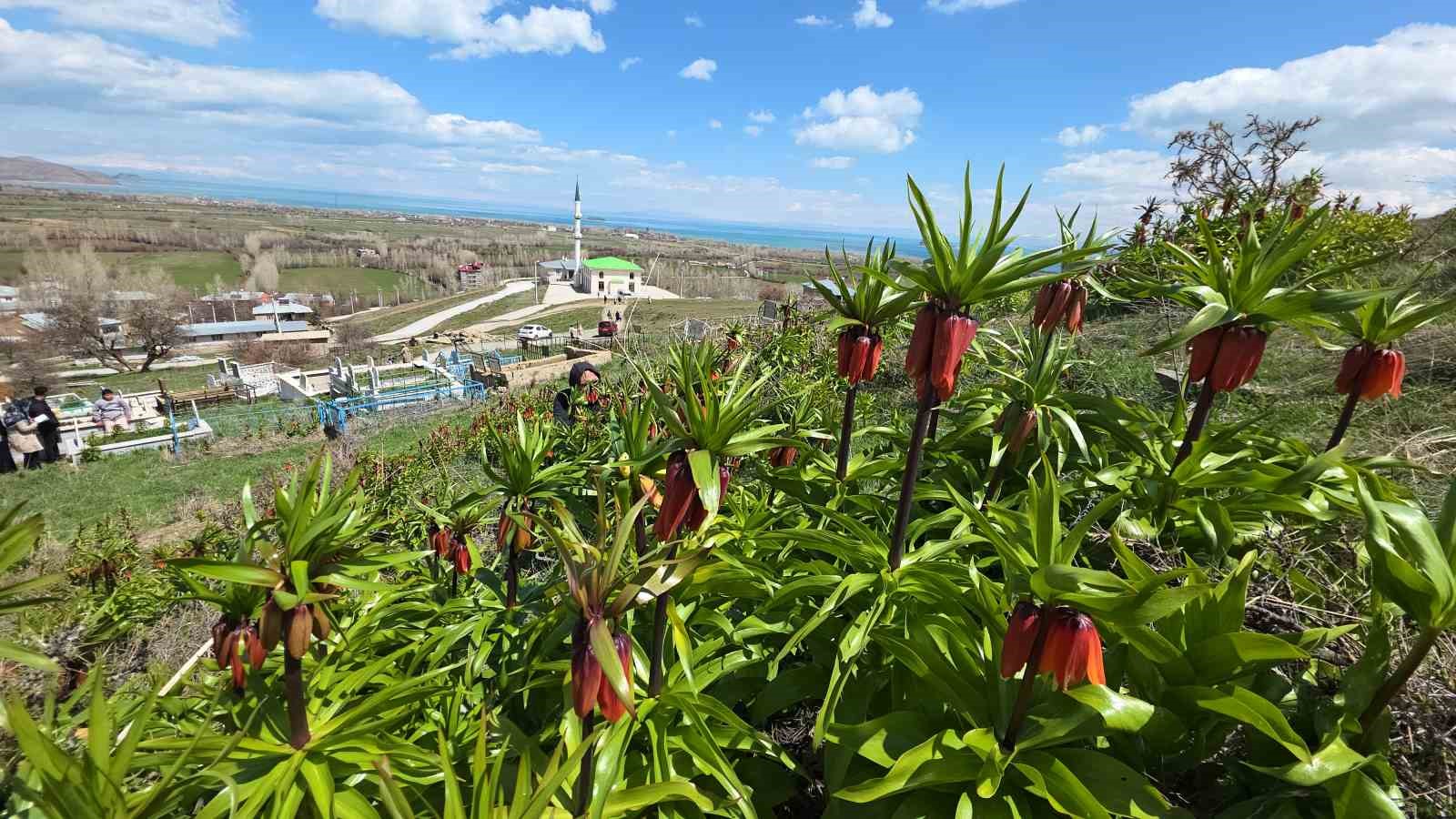 Van’da açan ters laleler göz kamaştırıyor
