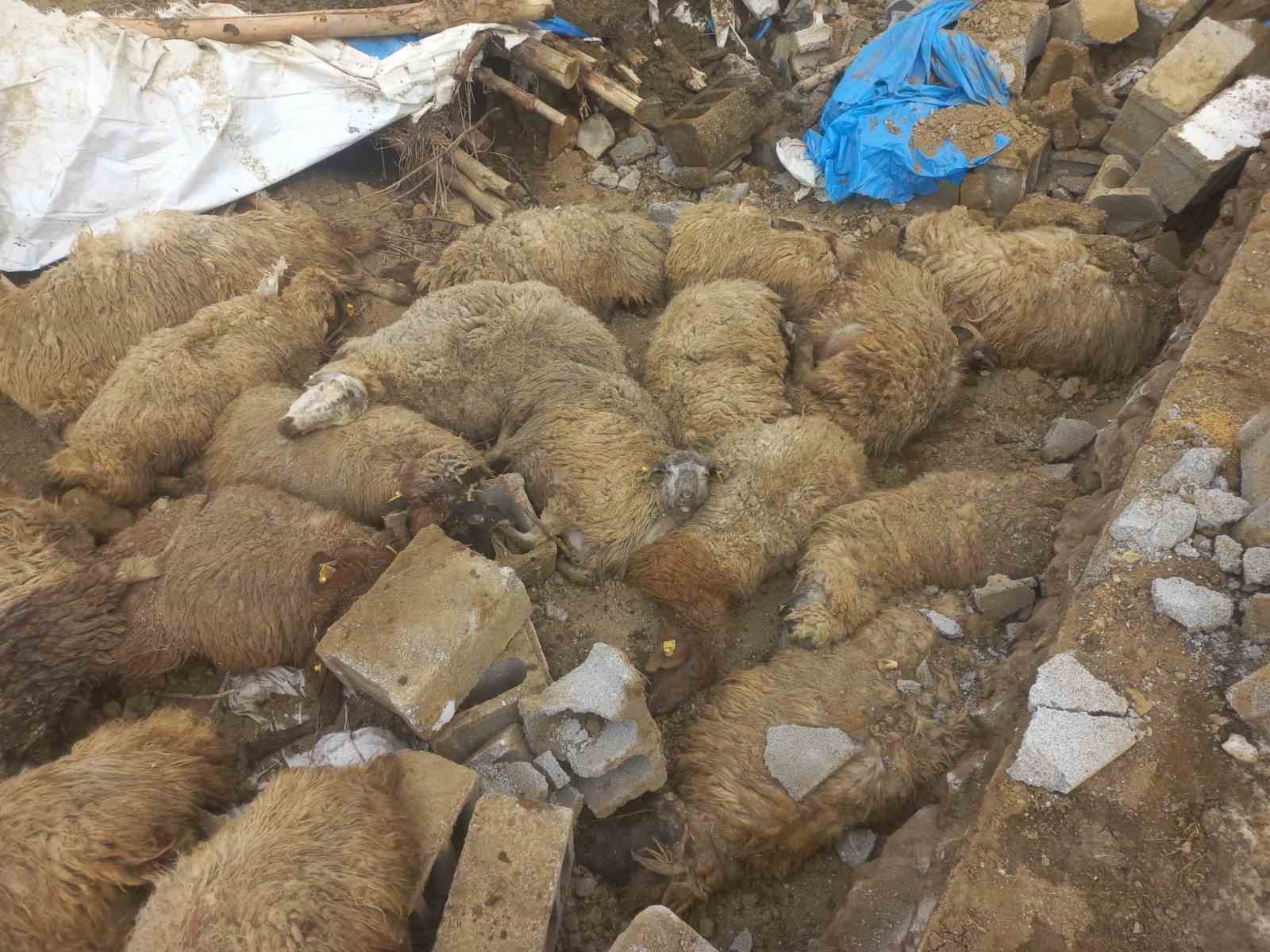 Van’da ahır çöktü, 23 küçükbaş hayvan telef oldu
