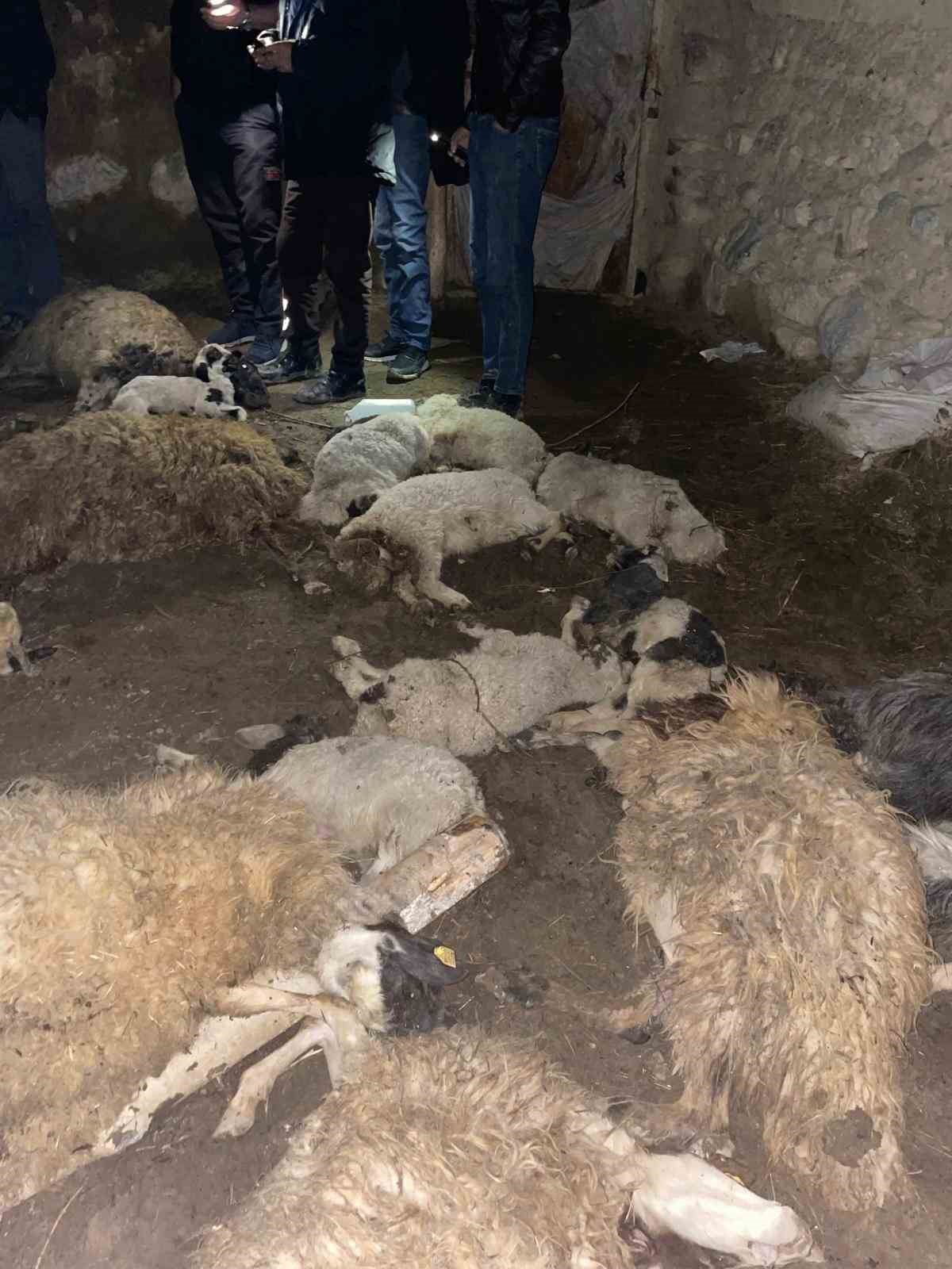 Van’da ahır çöktü: 56 küçükbaş hayvan telef oldu
