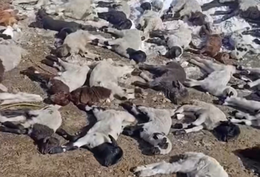 Van’da ahırda feci yangın: 67 küçükbaş hayvan telef oldu
