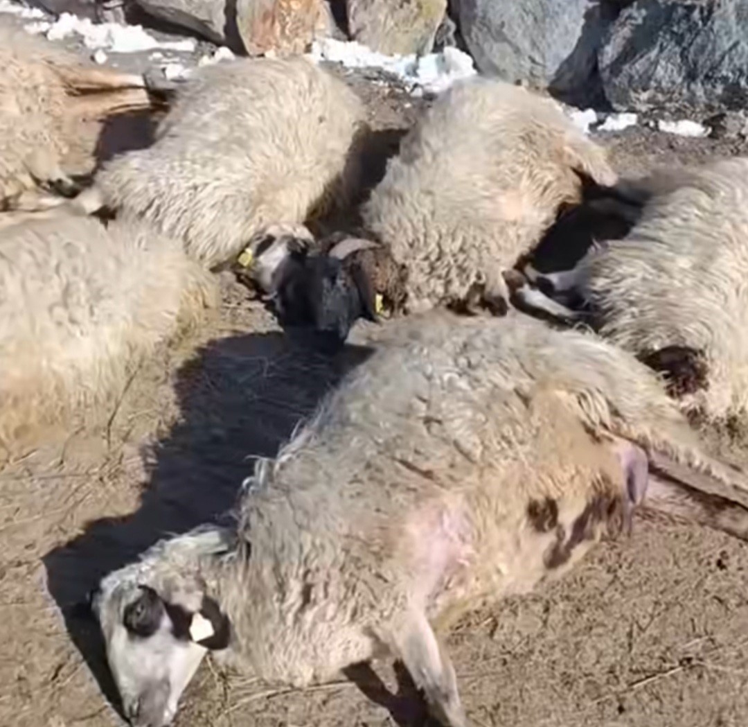 Van’da ahırda feci yangın: 67 küçükbaş hayvan telef oldu
