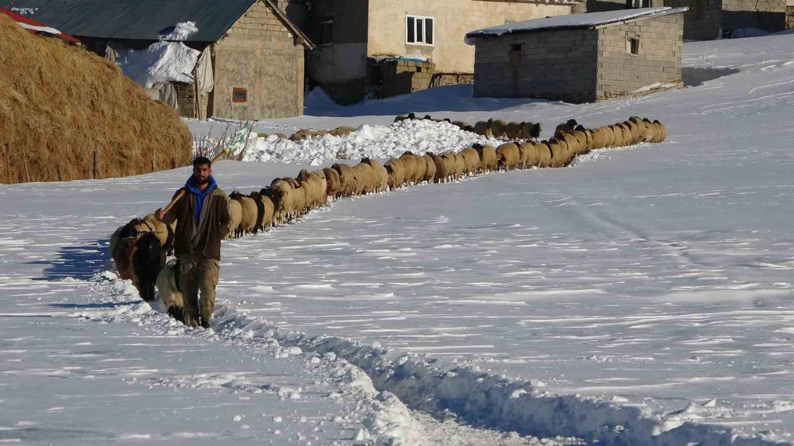 Van’da besicilerin karda zorlu mesaisi sürüyor
