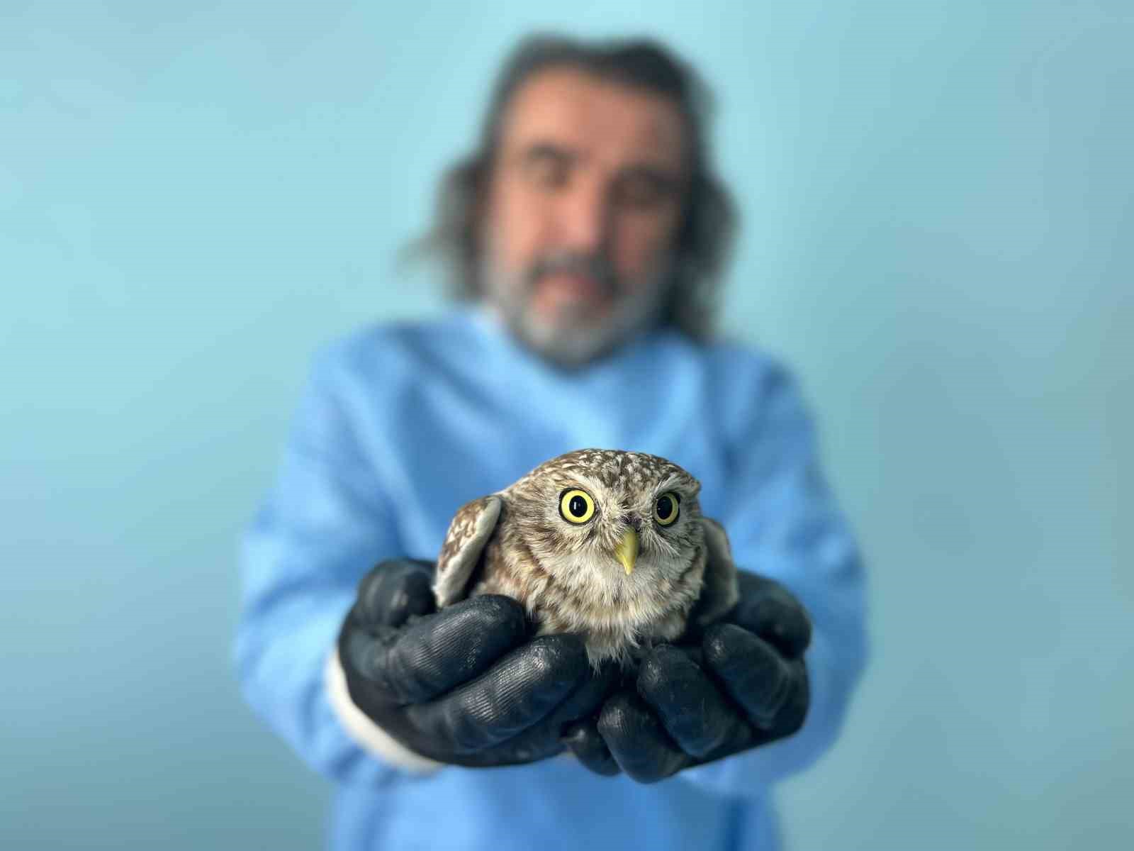 Van’da bitkin düşen yaban hayvanlarına şefkat eli
