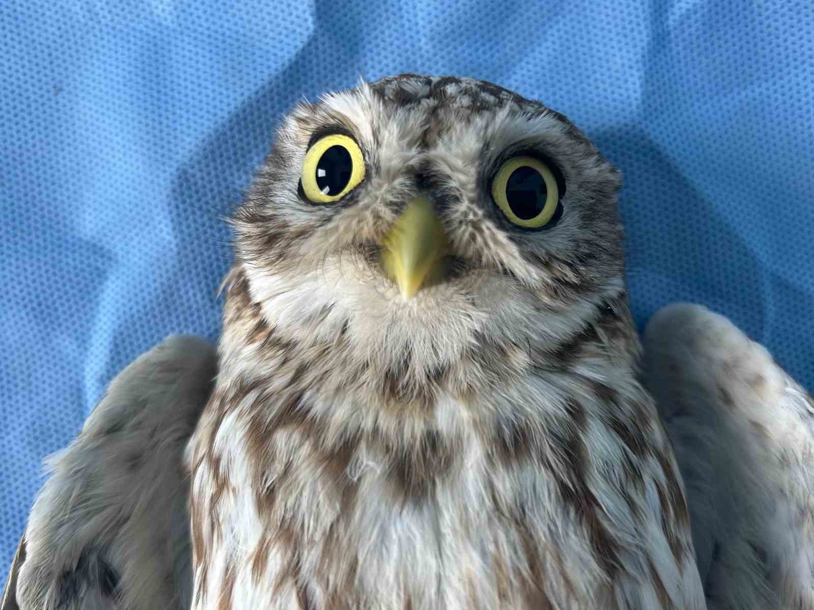 Van’da bitkin düşen yaban hayvanlarına şefkat eli
