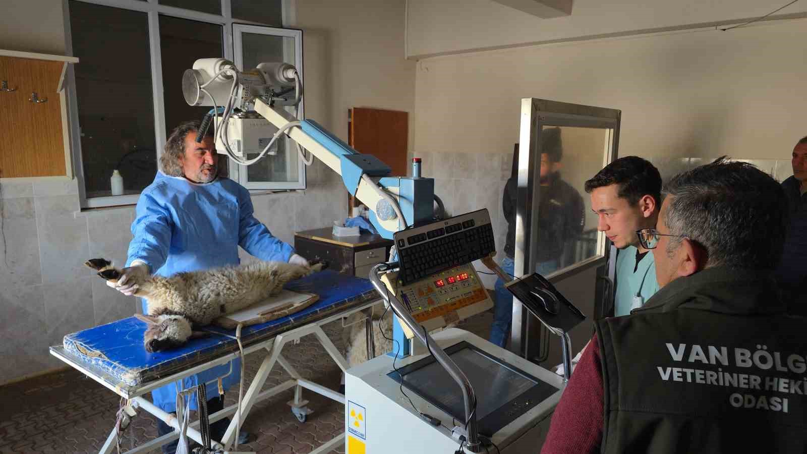 Van’da deprem sonrası enkaz altından yaralı çıkarılan kuzular tedavi altına alındı
