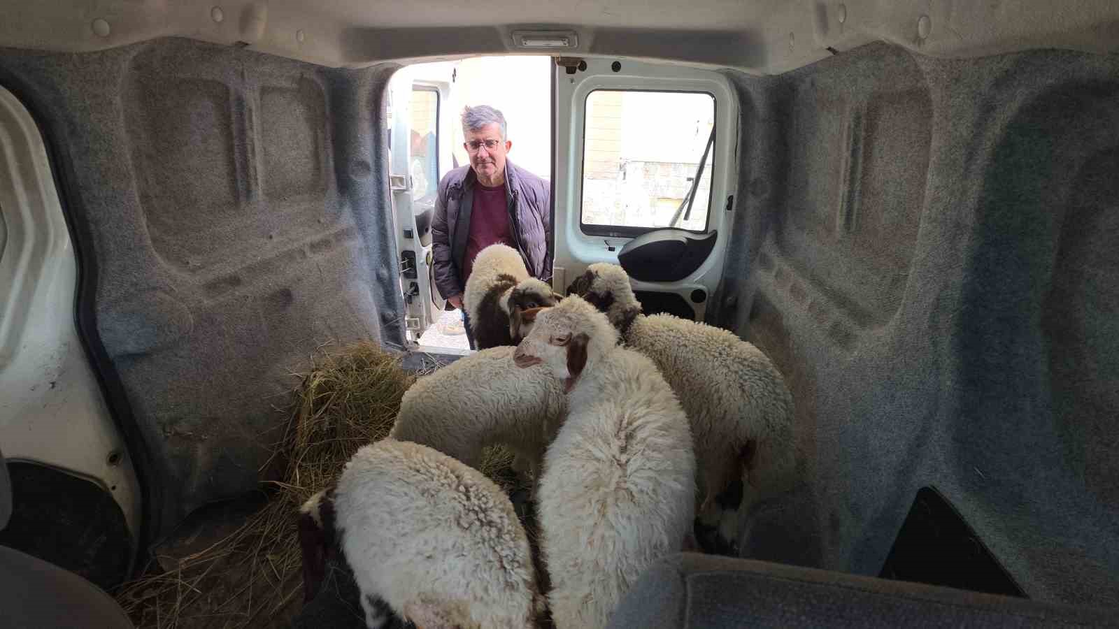 Van’da deprem sonrası enkaz altından yaralı çıkarılan kuzular tedavi altına alındı
