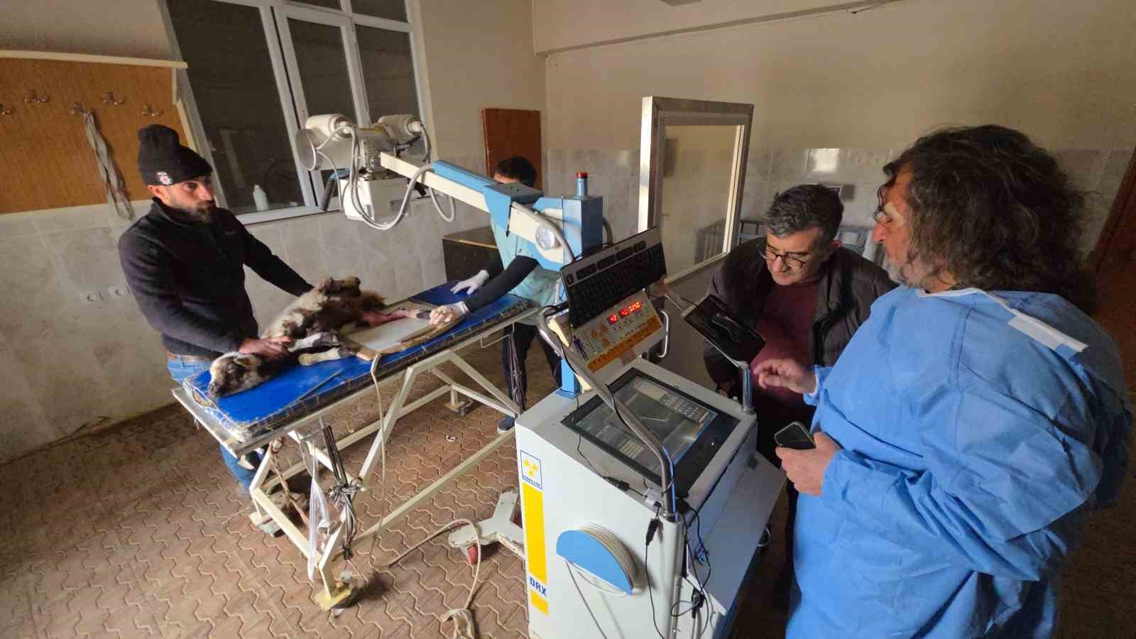 Van’da deprem sonrası enkaz altından yaralı çıkarılan kuzular tedavi altına alındı
