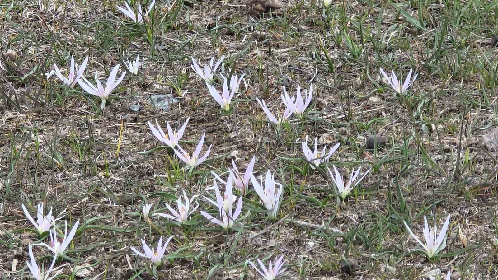Van’da iki mevsim bir arada: Bir yanda bahar, diğer yanda kış
