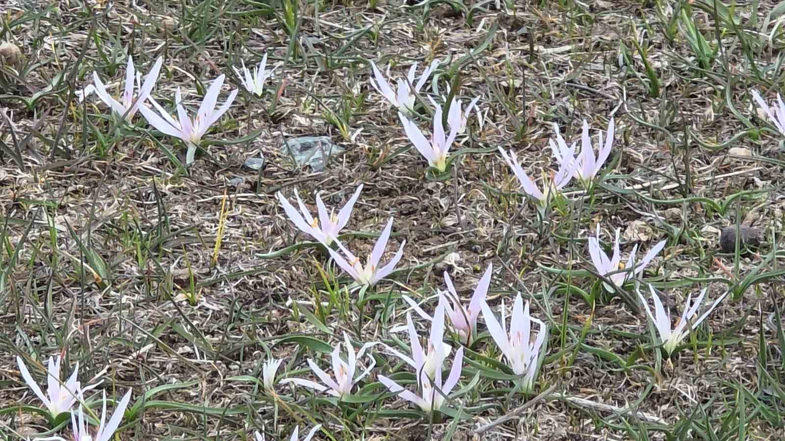 Van’da iki mevsim bir arada: Bir yanda bahar, diğer yanda kış

