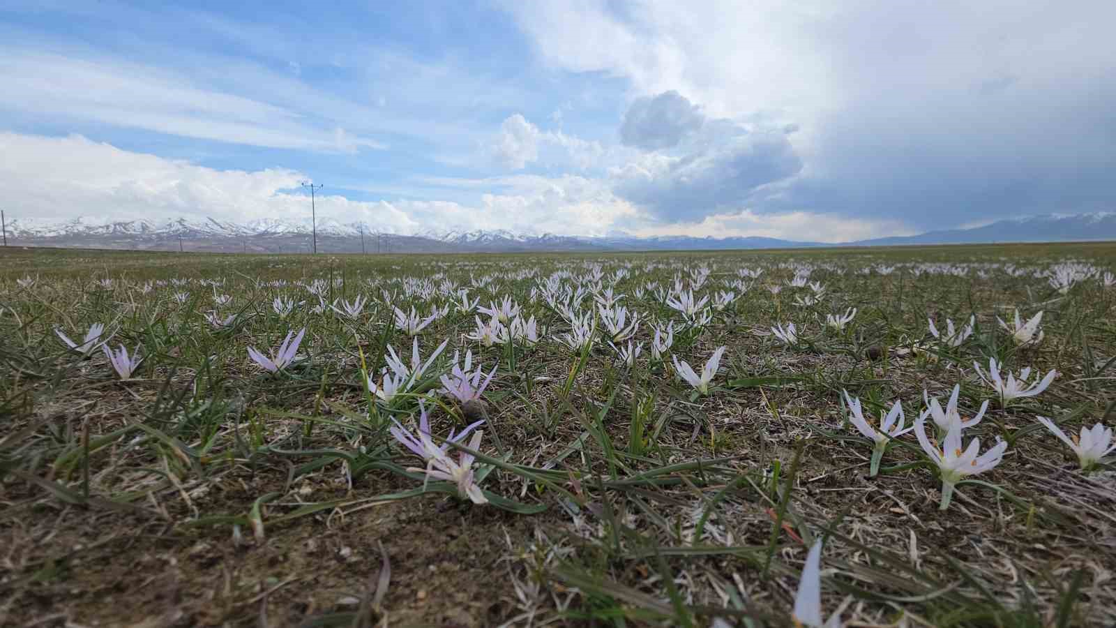 Van’da iki mevsim bir arada: Bir yanda bahar, diğer yanda kış
