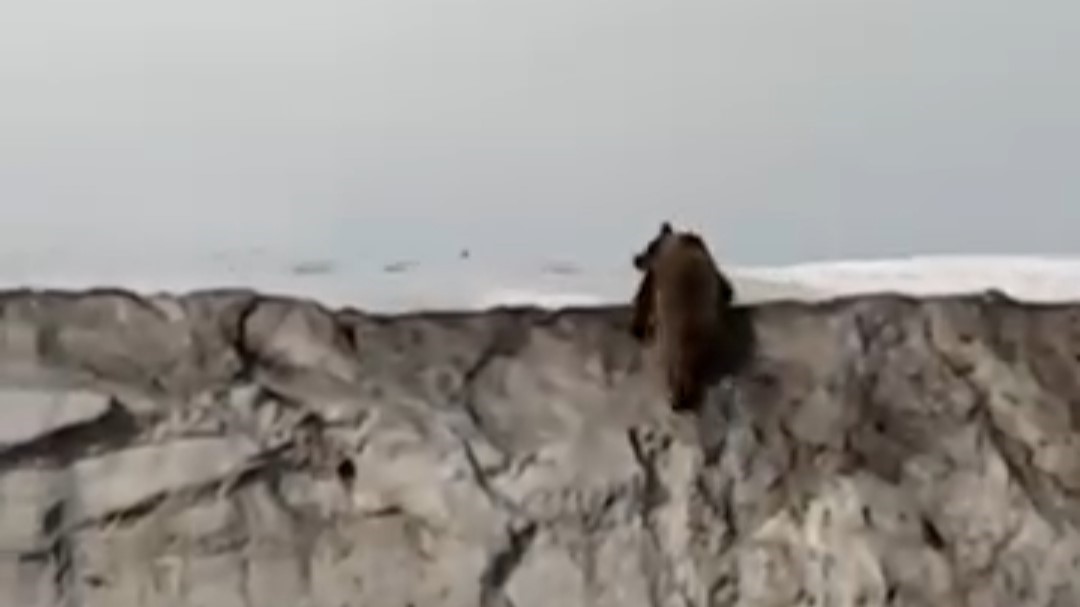 Van’da kara yoluna inen ayı kameraya yansıdı
