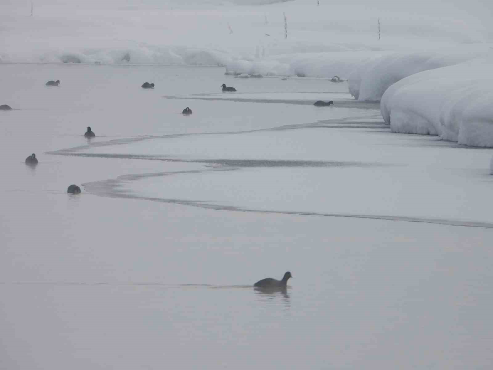 Van’da Kaz Gölü kuşların mekanı oldu
