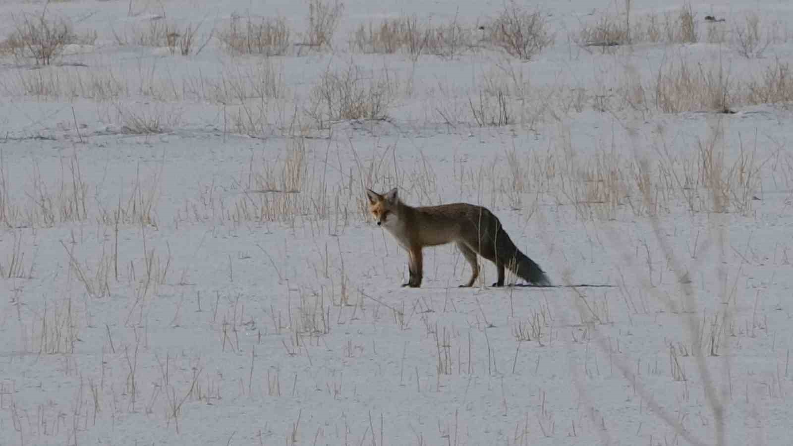 Van’da tilkilerin kar altındaki fare avı görüntülendi
