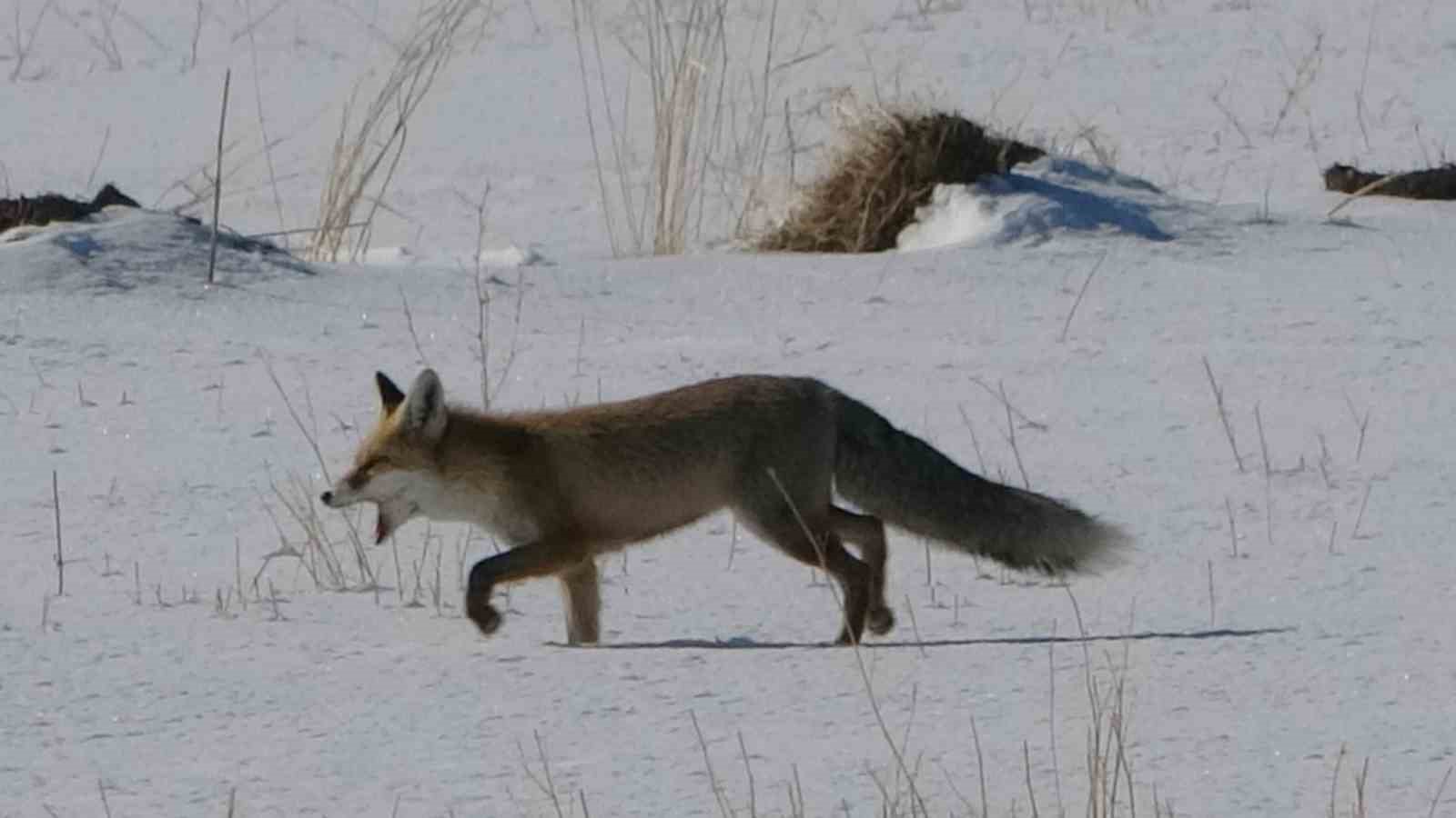 Van’da tilkilerin kar altındaki fare avı görüntülendi
