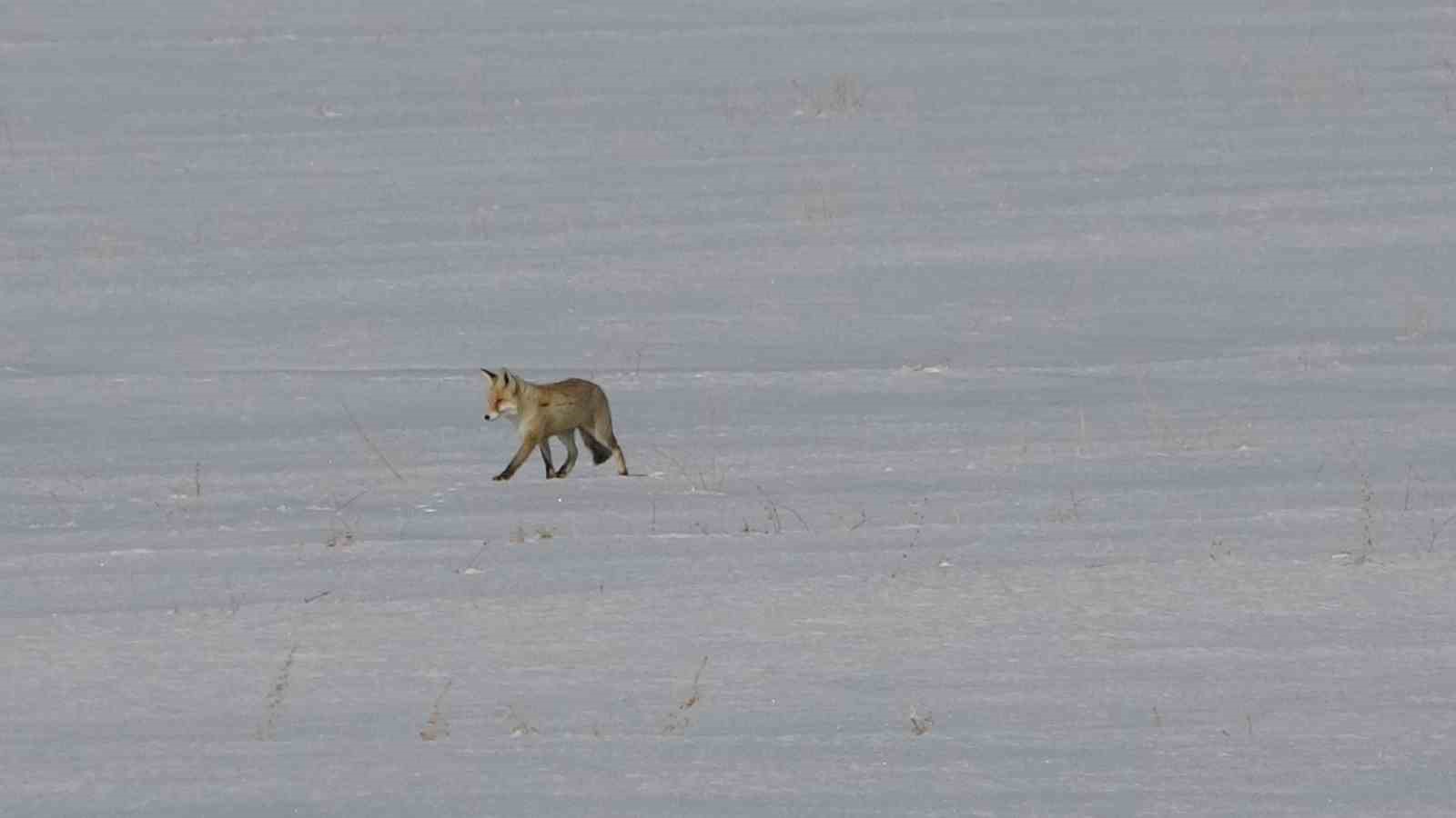 Van’da tilkilerin kar altındaki fare avı görüntülendi
