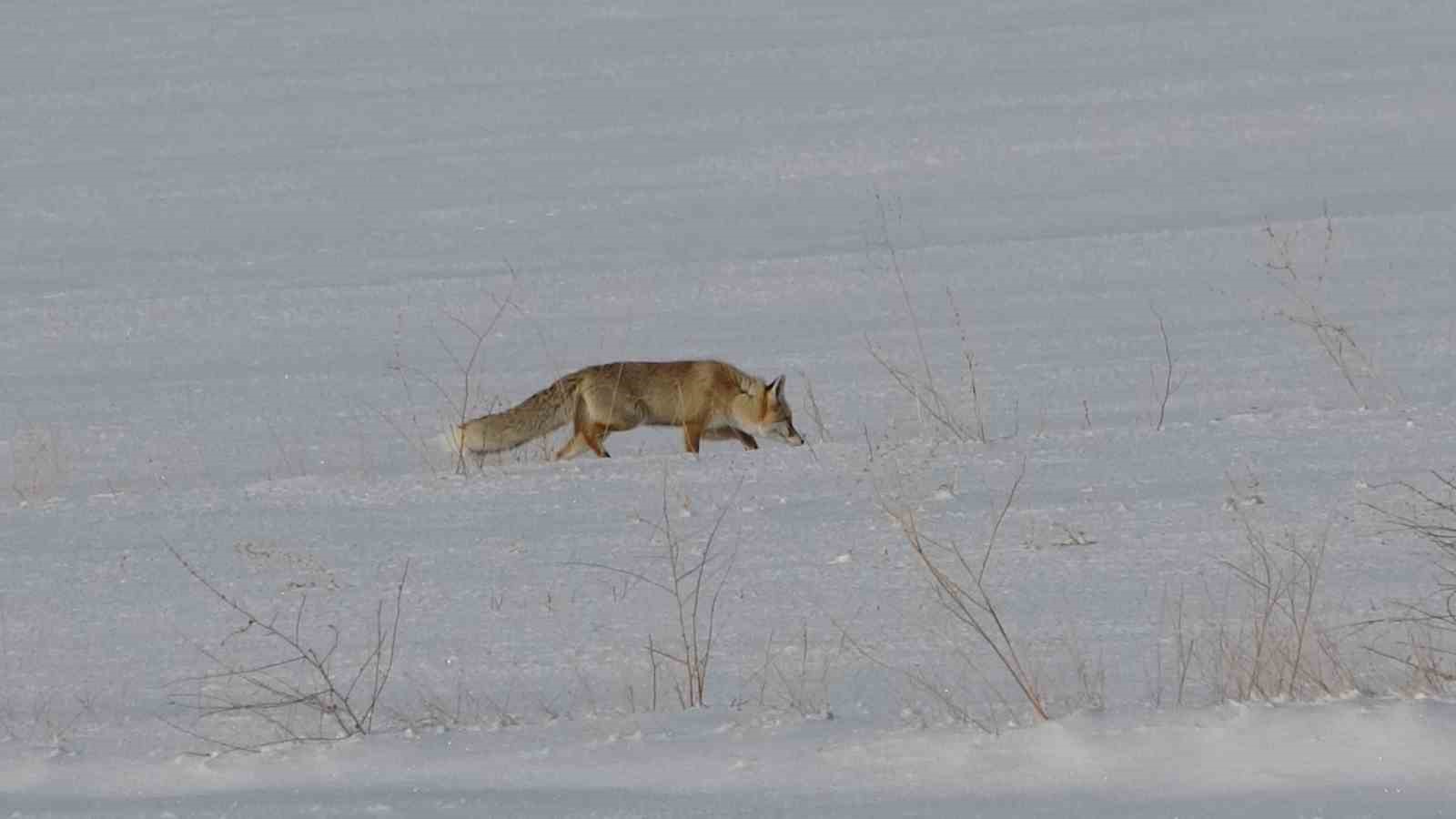 Van’da tilkilerin kar altındaki fare avı görüntülendi

