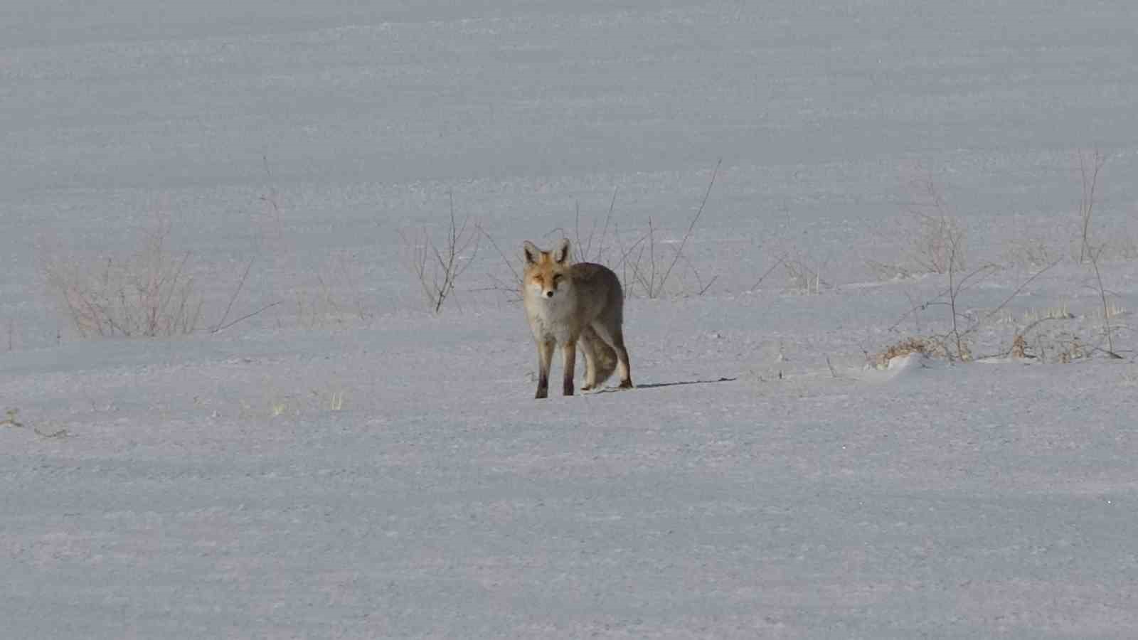 Van’da tilkilerin kar altındaki fare avı görüntülendi
