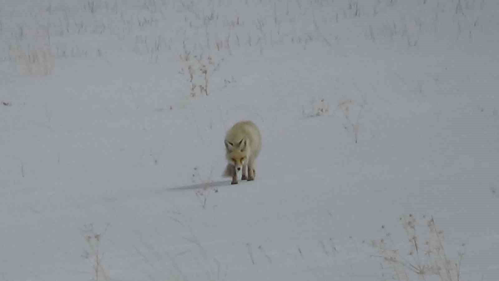 Van’da tilkinin avı dron kamerasına yansıdı
