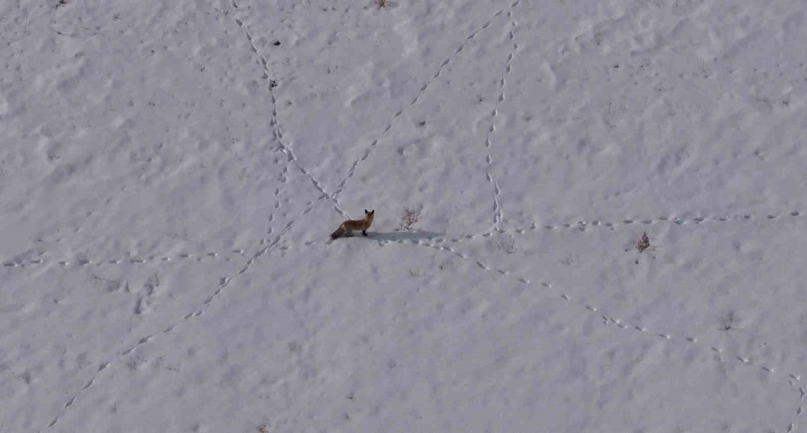 Van’da tilkinin avı dron kamerasına yansıdı
