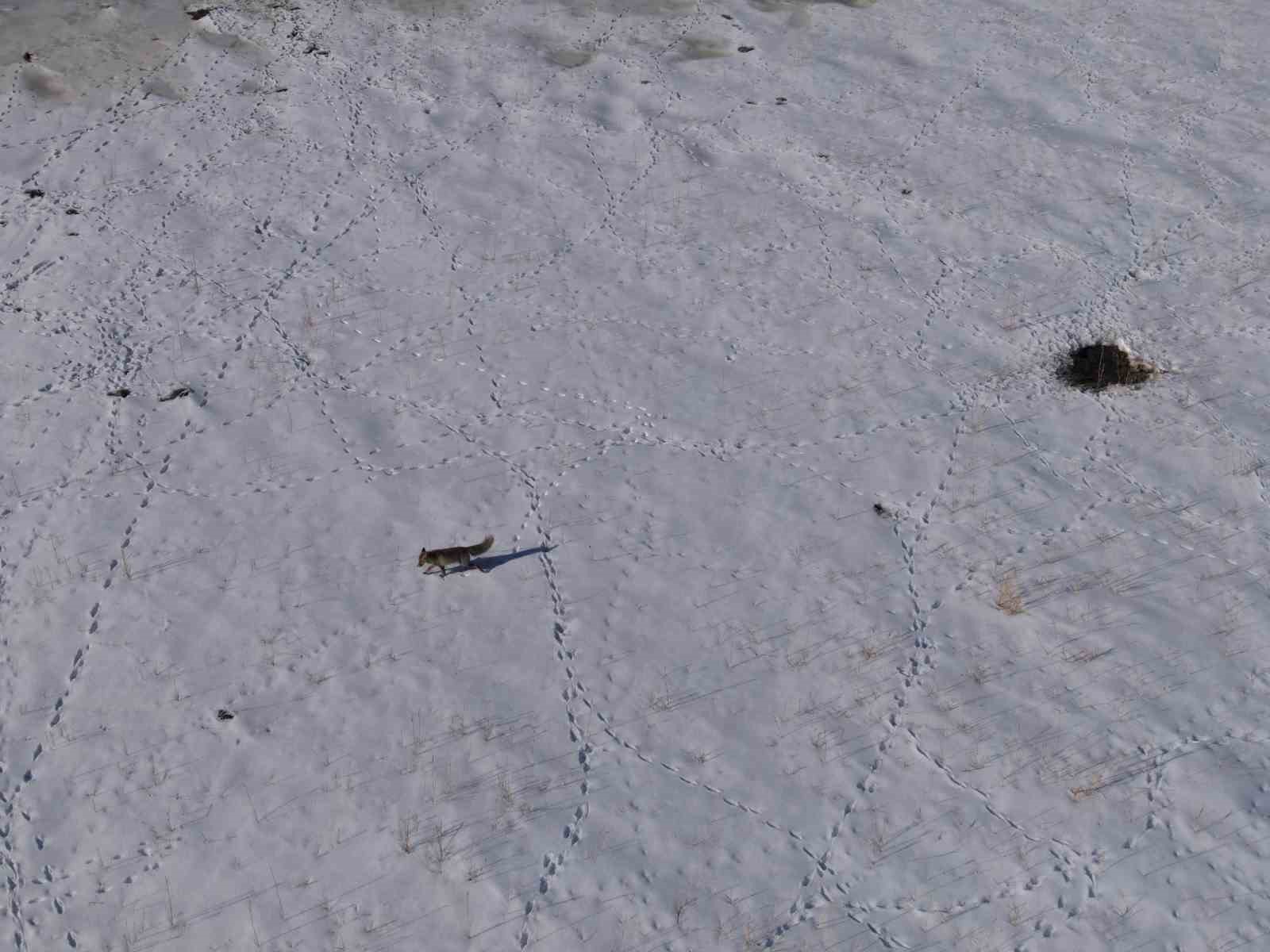 Van’da tilkinin avı dron kamerasına yansıdı
