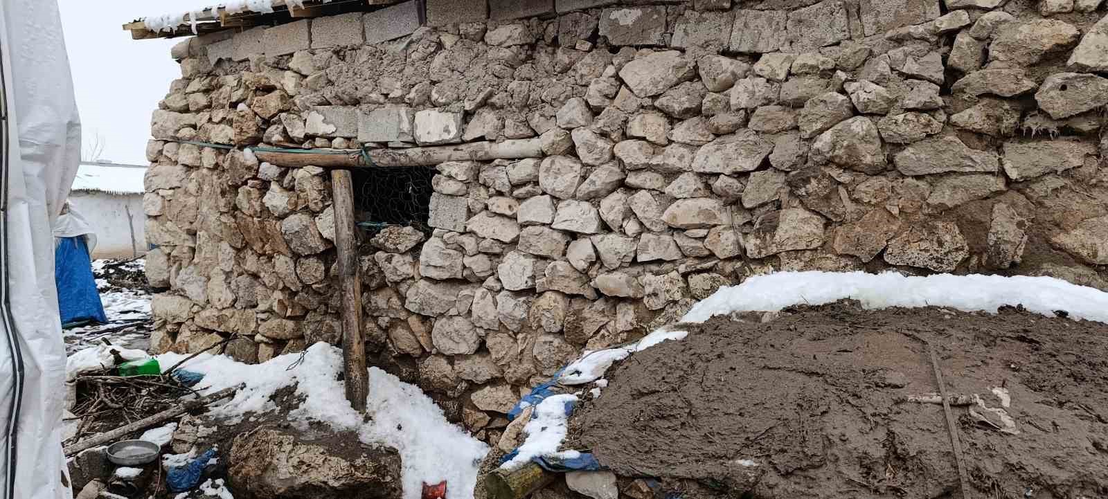Van’daki depremde bir ahırın duvarı çöktü
