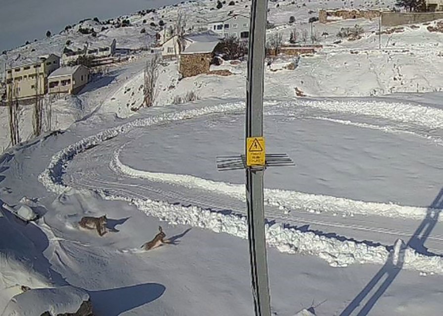 Vaşaklar ile kurtlar arasındaki kovalamaca kamerada
