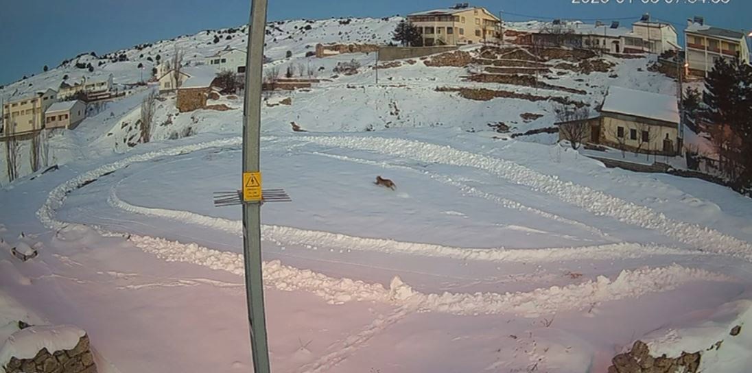 Vaşaklar ile kurtlar arasındaki kovalamaca kamerada
