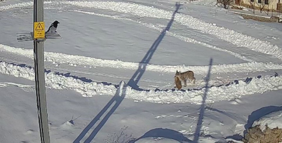 Vaşaklar ile kurtlar arasındaki kovalamaca kamerada
