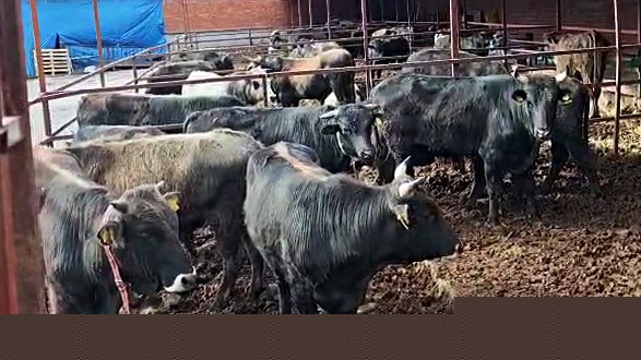 Vatandaşın çiftlik sahibi ile kurban pazarlığı renkli görüntüler oluşturdu
