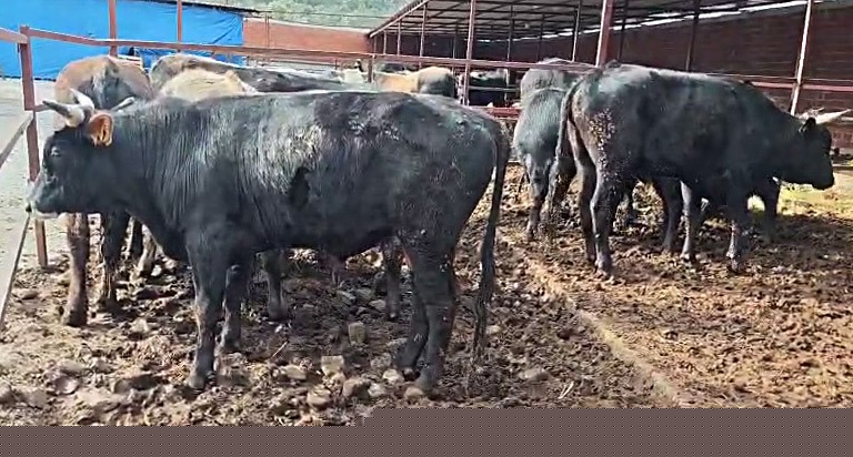 Vatandaşın çiftlik sahibi ile kurban pazarlığı renkli görüntüler oluşturdu
