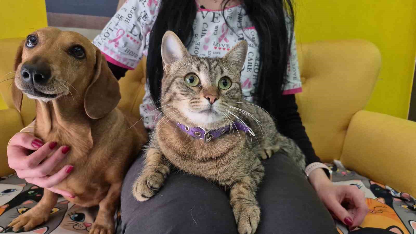 Veteriner kliniğindeki kedi ve köpek arasındaki ilginç dostluk
