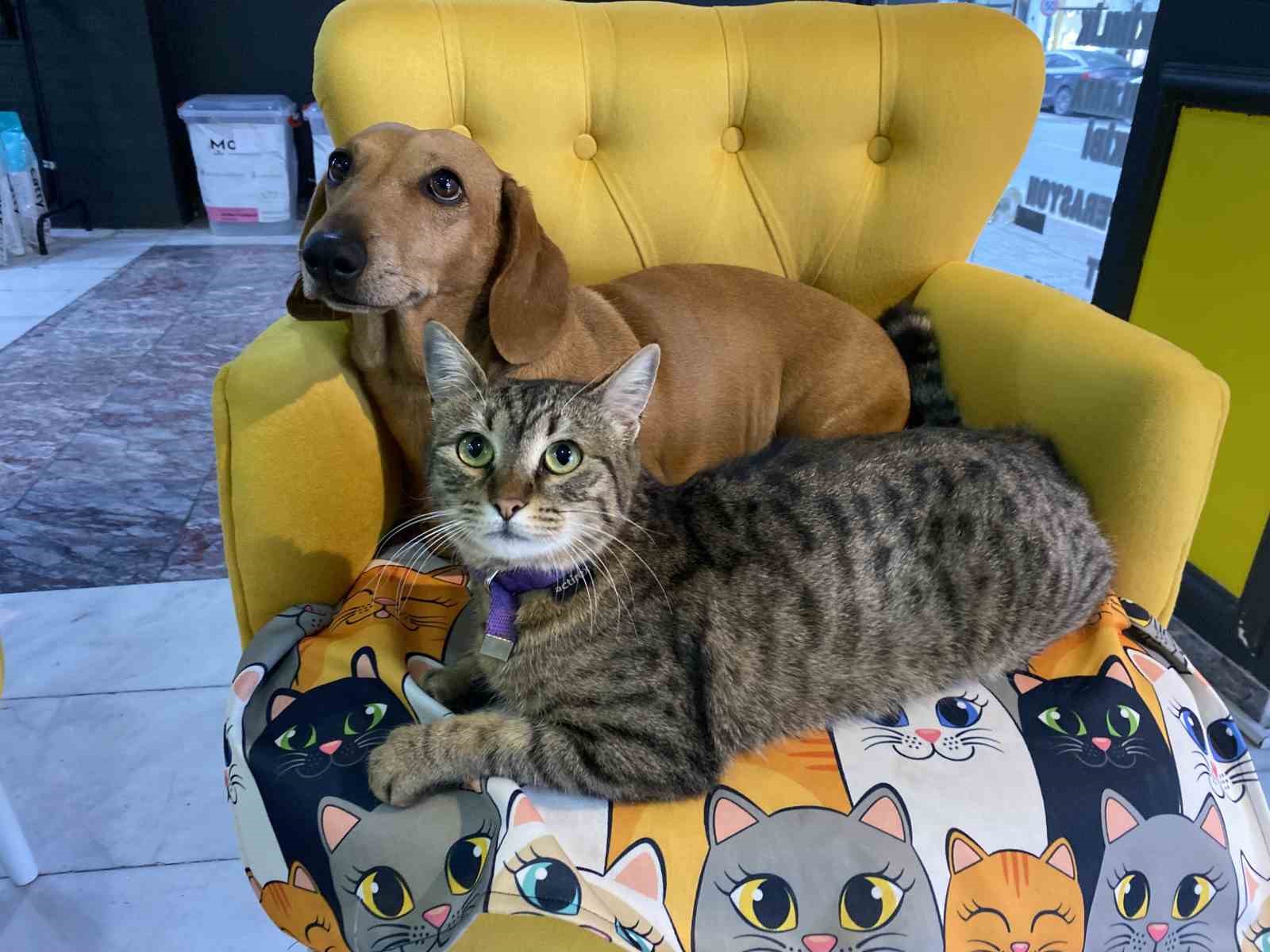 Veteriner kliniğindeki kedi ve köpek arasındaki ilginç dostluk
