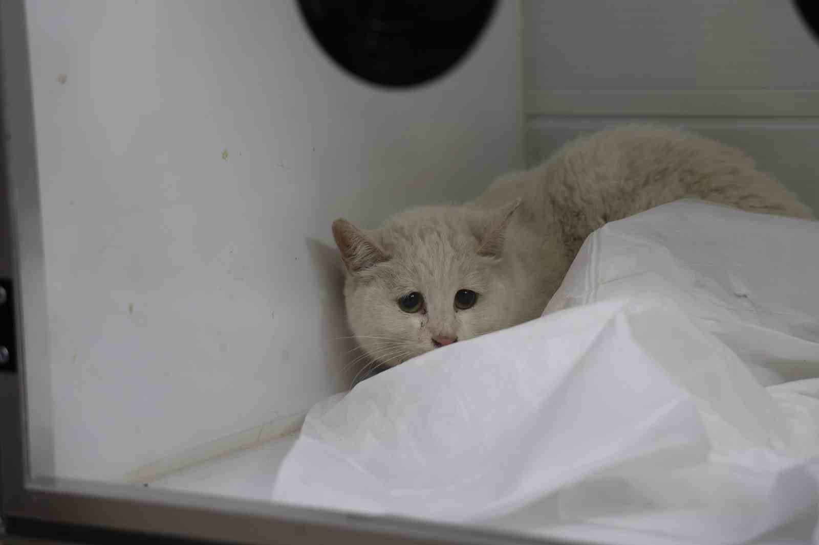 Veterinerler yangında yaralanan 11 kedinin gönüllü tedavisini üstlendi
