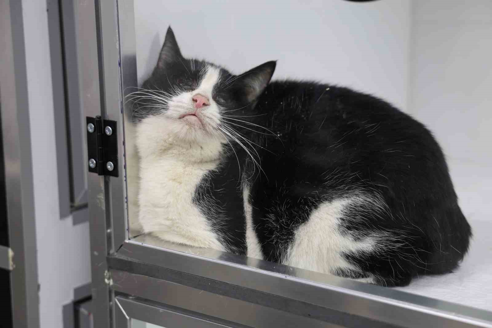 Veterinerler yangında yaralanan 11 kedinin gönüllü tedavisini üstlendi
