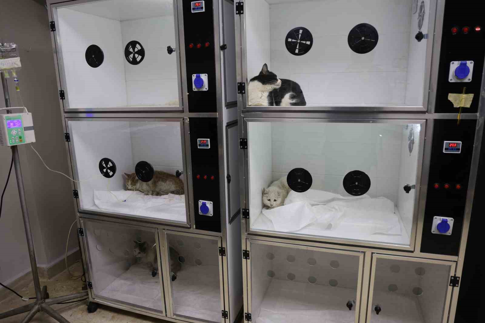 Veterinerler yangında yaralanan 11 kedinin gönüllü tedavisini üstlendi
