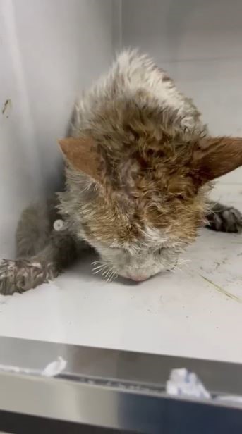 Veterinerler yangında yaralanan 11 kedinin gönüllü tedavisini üstlendi
