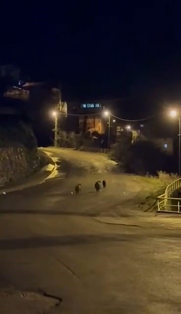 Yaban domuzları yerleşim alanında yiyecek aradı
