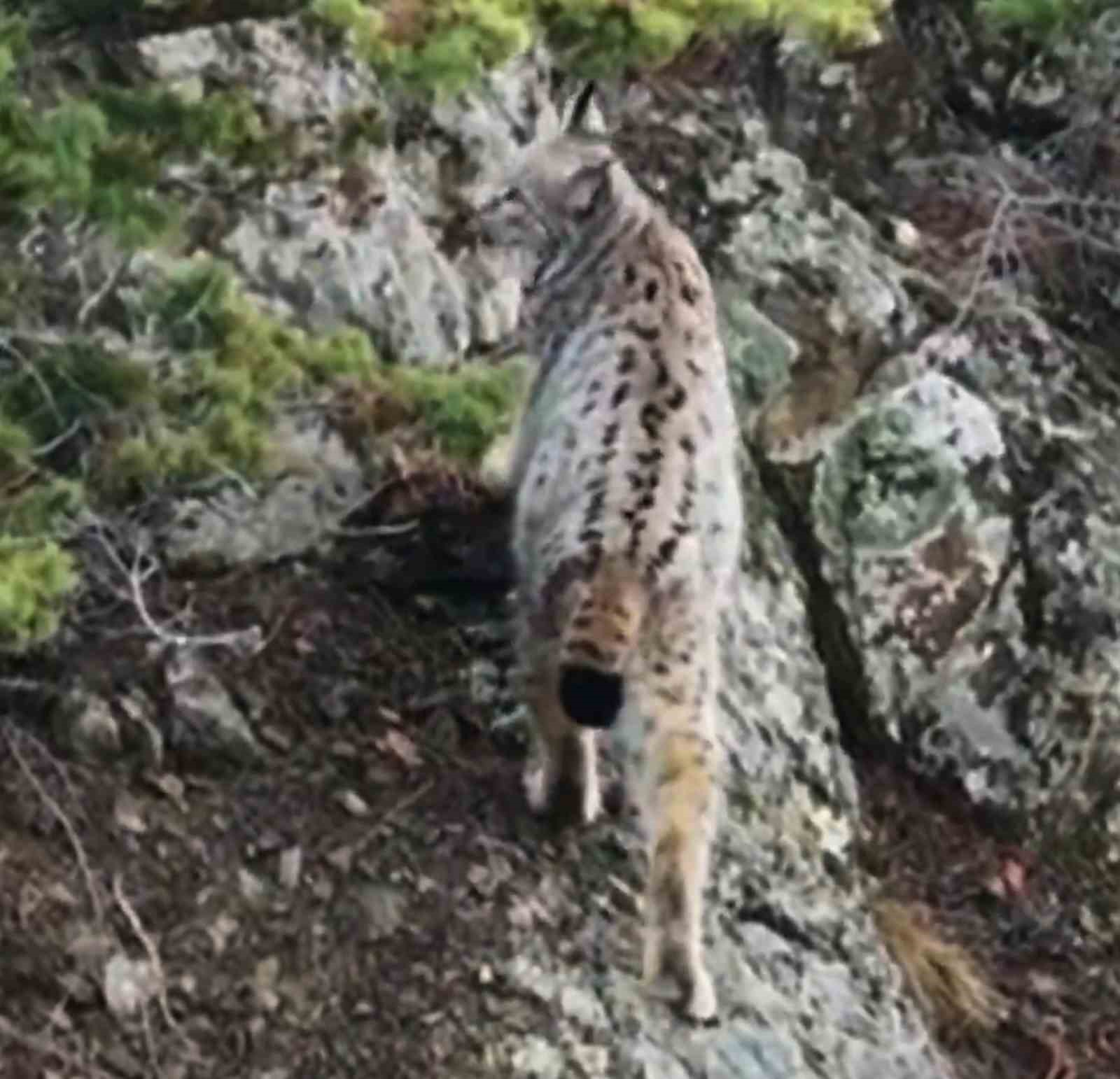 Yaban hayatında nadir görüntü: Artvin’de dağların zirvesinde gebe vaşak kamerada
