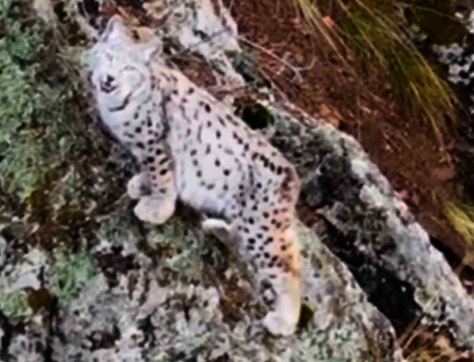 Yaban hayatında nadir görüntü: Artvin’de dağların zirvesinde gebe vaşak kamerada
