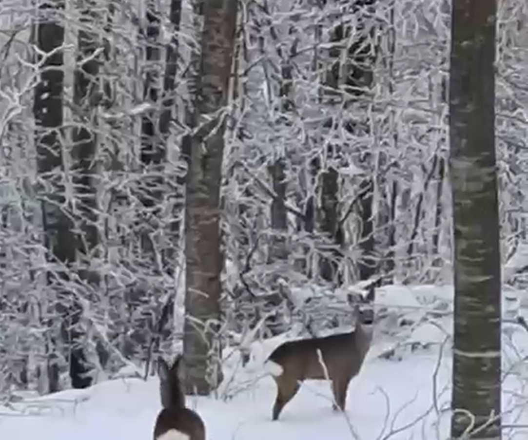 Yaban hayvanları için dağa çıktı, iki geyikle karşılaştı
