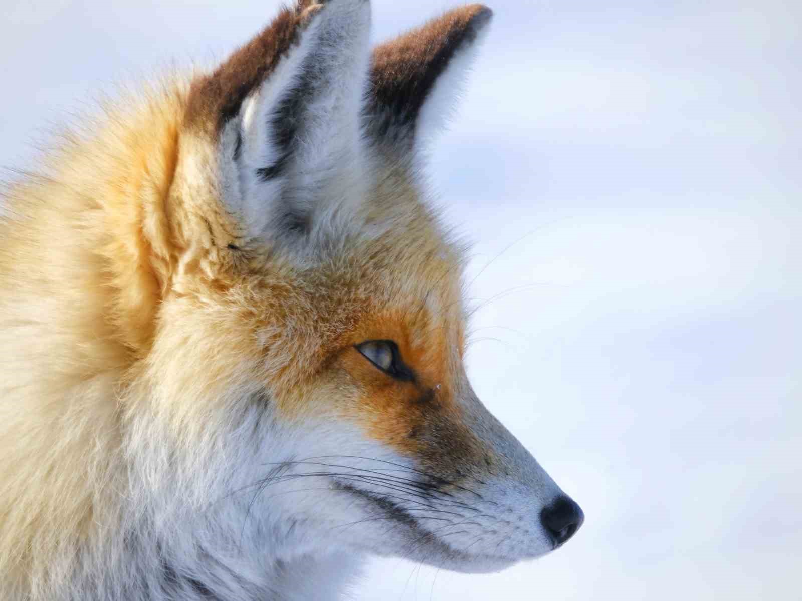 Yaban hayvanlarının yerleşim yerlerine inmesi endişelendiriyor
