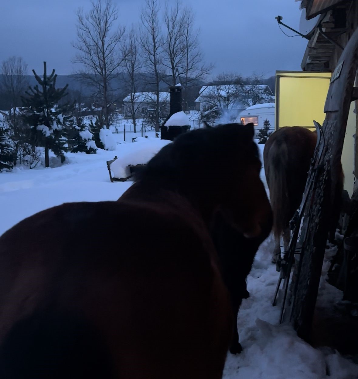 Yabani yılkı atları evine kadar geldi, ortaya samimi anlar çıktı: "Hoş geldiniz"
