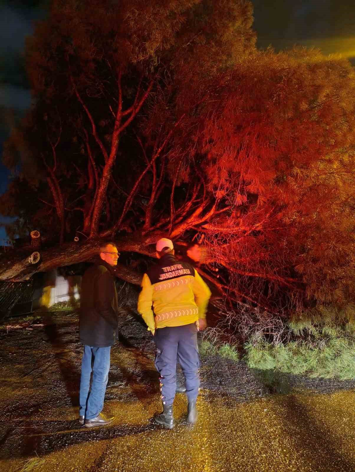 Yağış çam ağacını devirdi, ekipler çalışma başlattı
