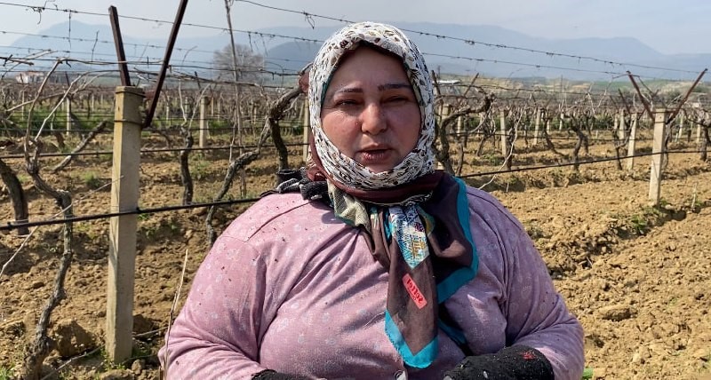 Yağışa teslim olan bağlar ayağa kalktı
