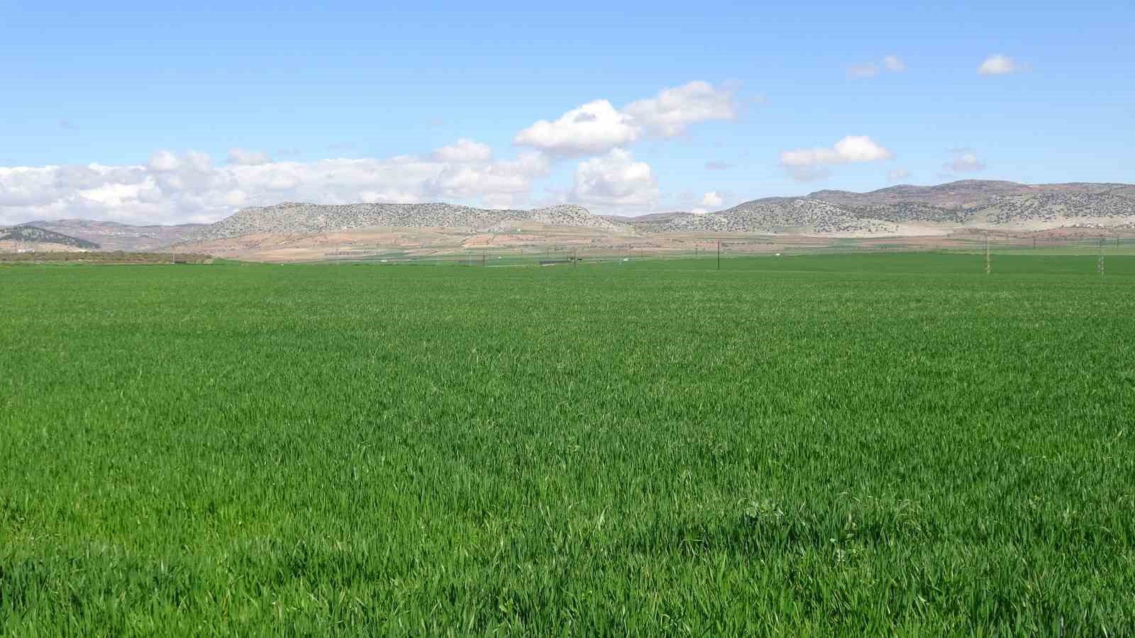 Yağışlar buğday üreticisinin yüzünü güldürdü
