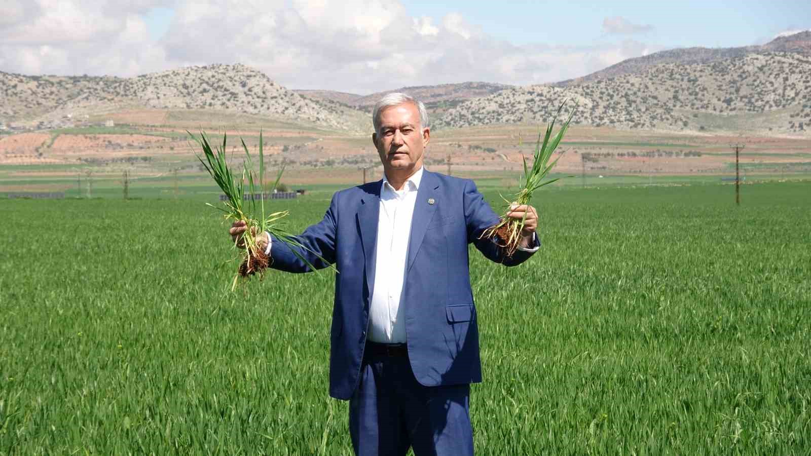 Yağışlar buğday üreticisinin yüzünü güldürdü
