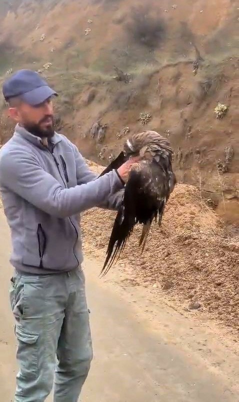 Yakalan yaralı şahin, ekiplere teslim edildi
