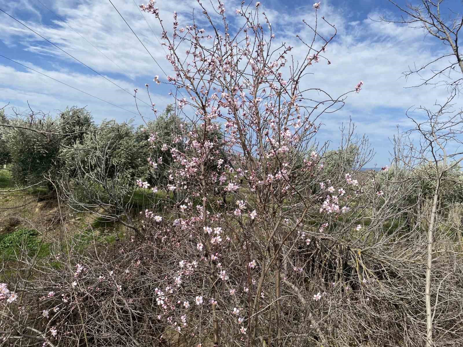 Yalancı bahar aldattı, badem ağaçları çiçek açtı
