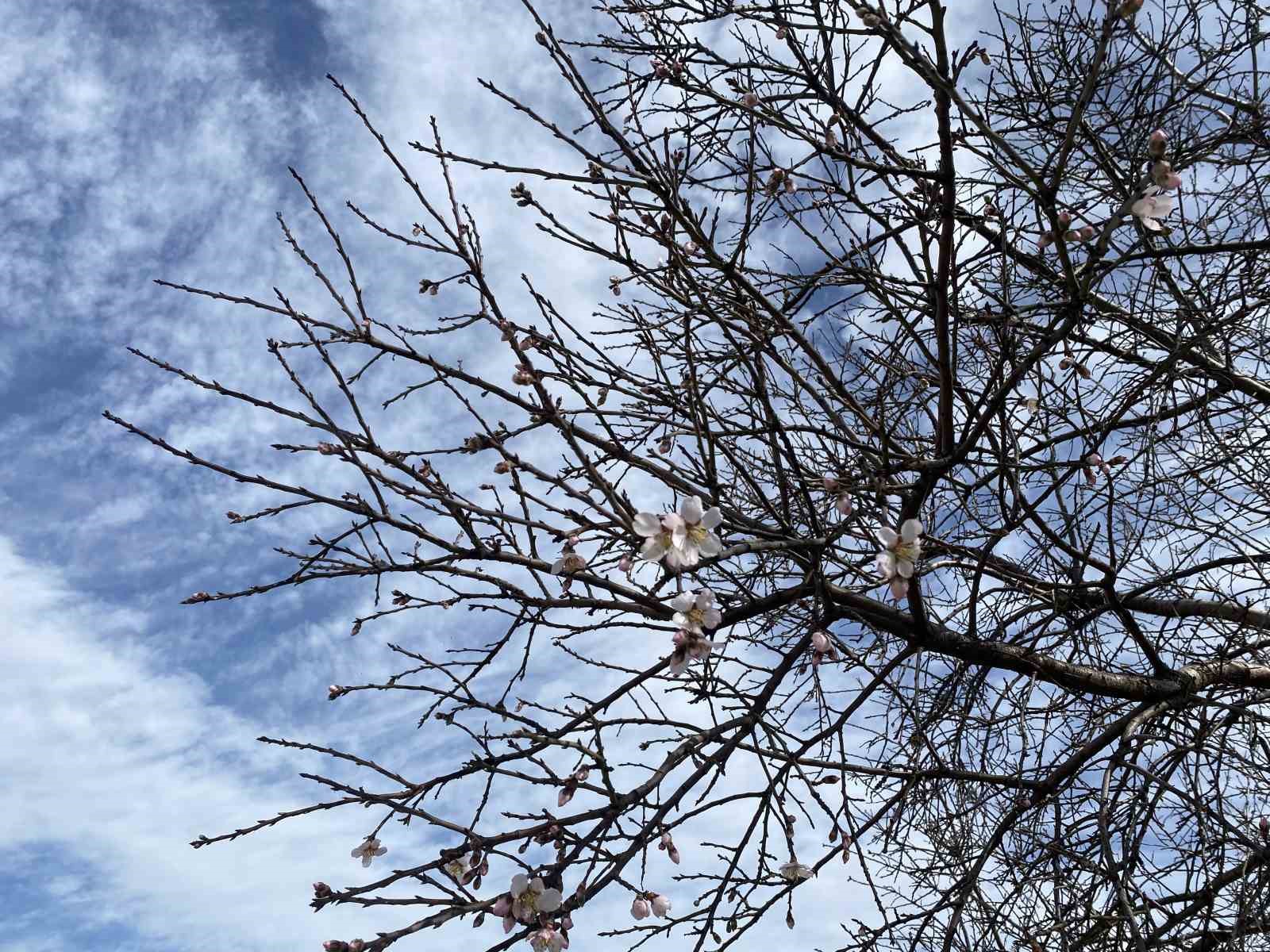 Yalancı bahar aldattı, badem ağaçları çiçek açtı
