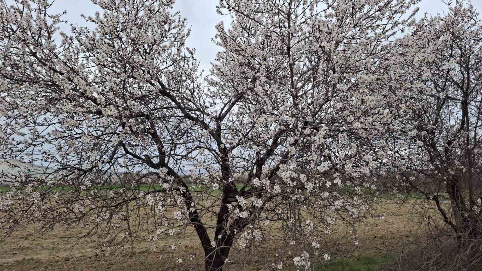Yalancı bahara aldanan ağaçlar erkenden çiçek açtı
